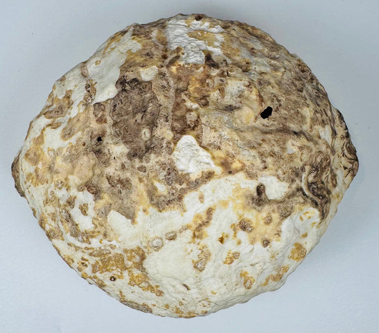 Ancient Near Eastern stone vessel from the Jack Guevrekian Collection