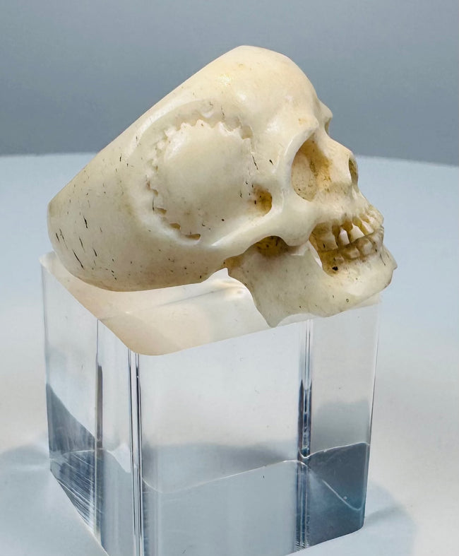 Profile of an antique carved bone skull ring showing the rounded cranium