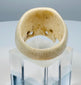 European memento mori bone ring with warm cream coloration and aged patina