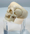 US size 14 carved bone skull ring from a European memento mori collection