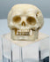 Hand-carved polished bone skull ring with deep eye sockets and defined teeth