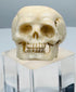 Hand-carved polished bone skull ring with deep eye sockets and defined teeth