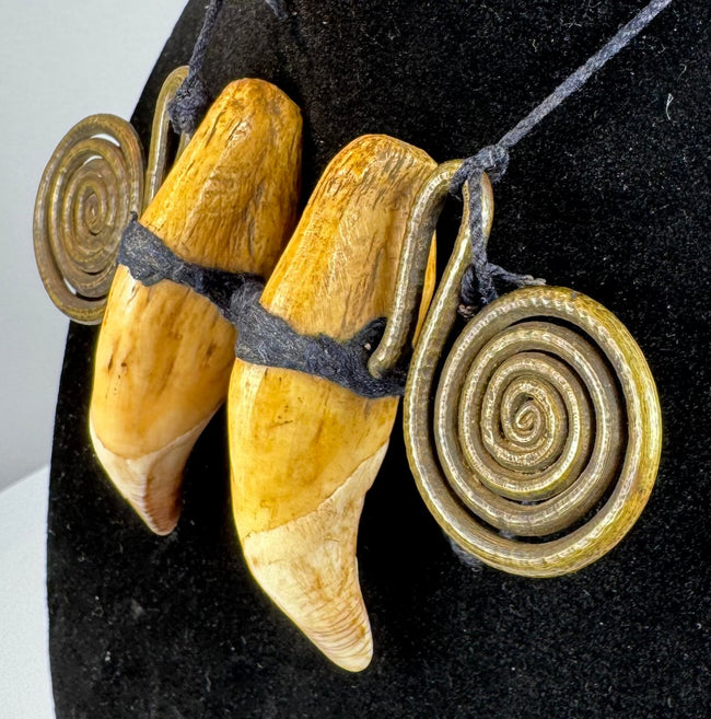 Pair of possible tiger canine teeth mounted with traditional Naga brass spirals
