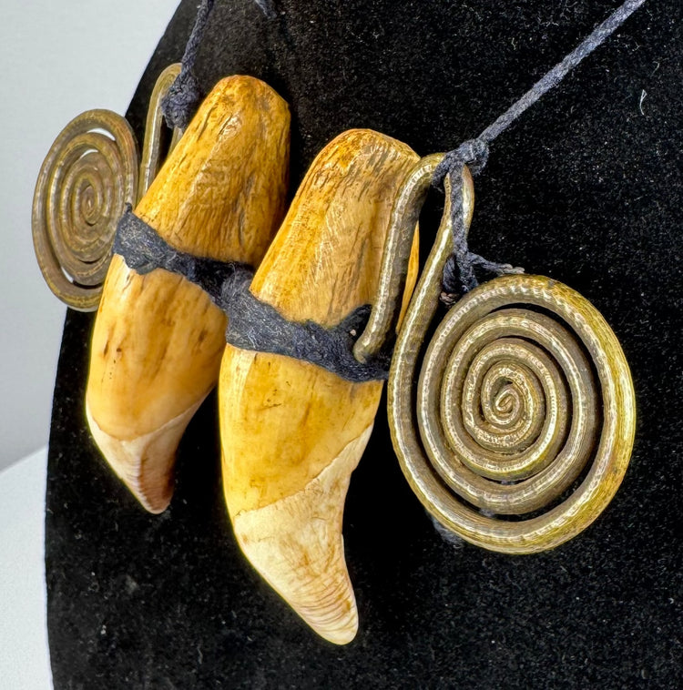 Pair of possible tiger canine teeth mounted with traditional Naga brass spirals