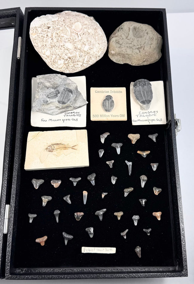Open natural history presentation case displaying fossil specimens on a black velvet-lined interior