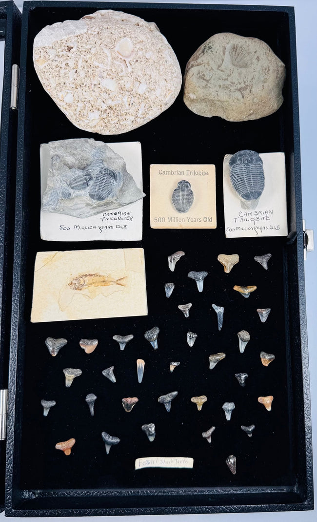 Glass-topped fossil display case with labeled Cambrian trilobites and rows of fossil shark teeth