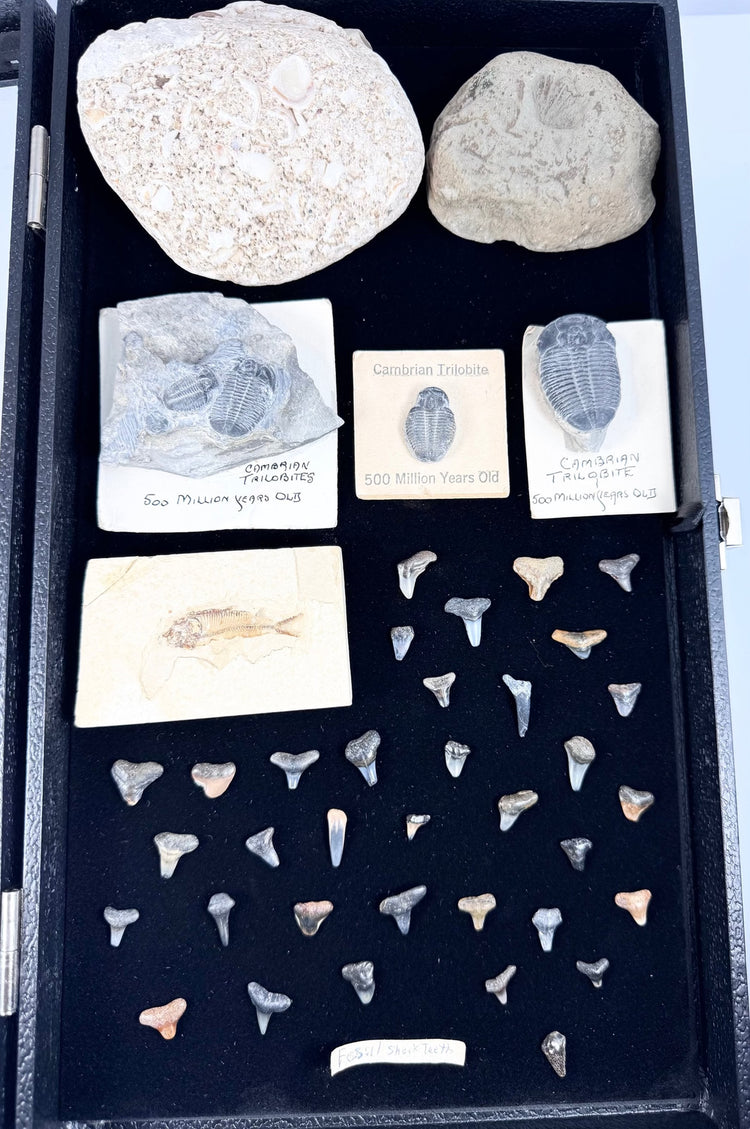 Brachiosaurus skull replica displayed beside a glass-topped case of fossils and prehistoric specimens