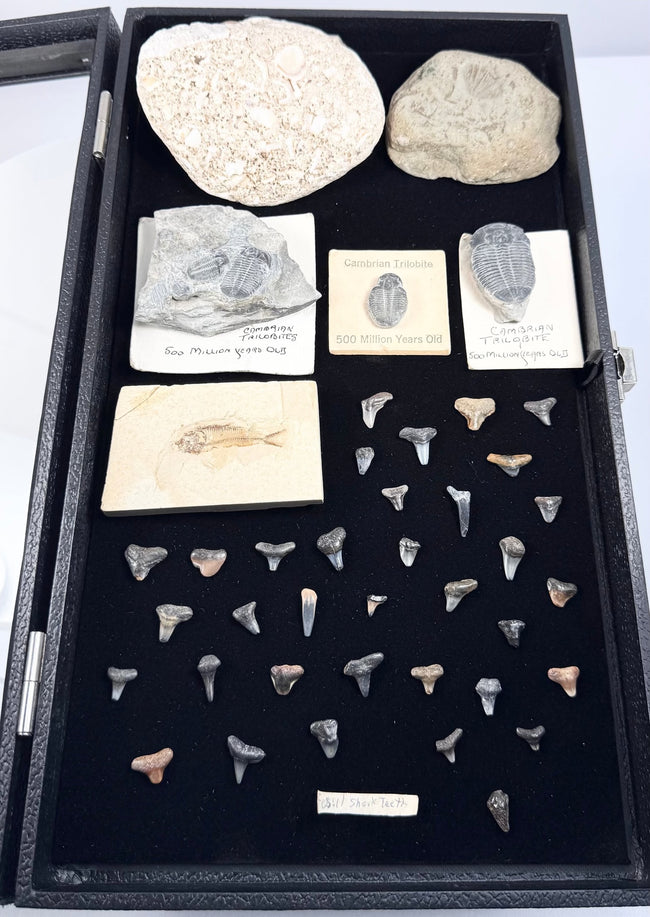 Full overhead view of a fossil collection containing trilobites, shark teeth, fossil fish and sedimentary stone