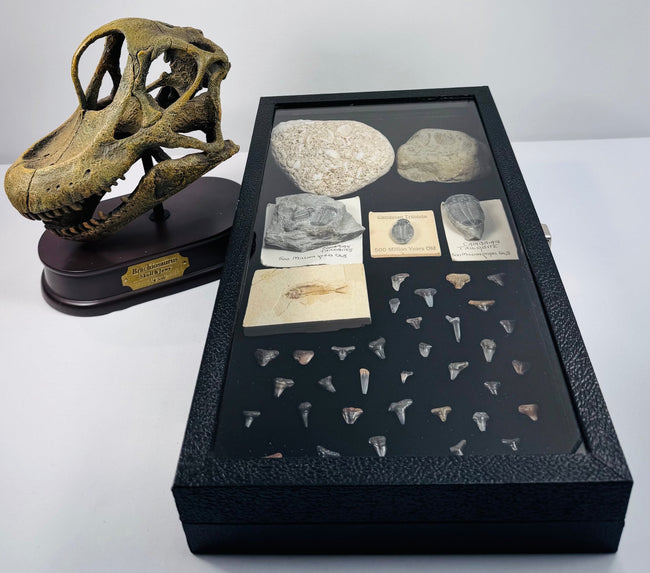 Angled view of a fossil display case beside a quarter-scale Brachiosaurus skull-and-jaws replica