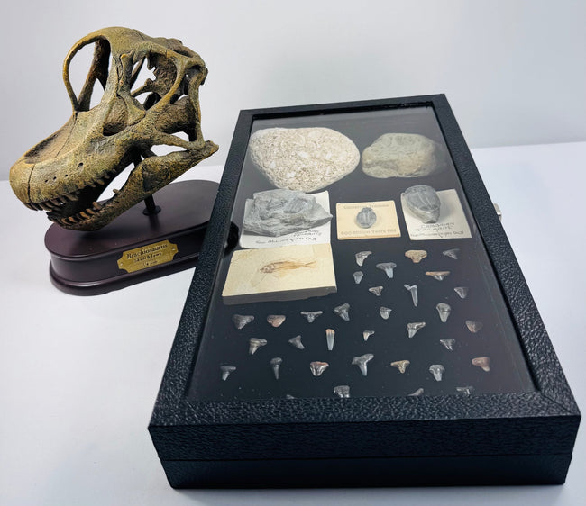 Prehistoric Fossil Display Collection | Cambrian Trilobites, Fossil Fish, Shark Teeth &amp; Brachiosaurus Skull Replica