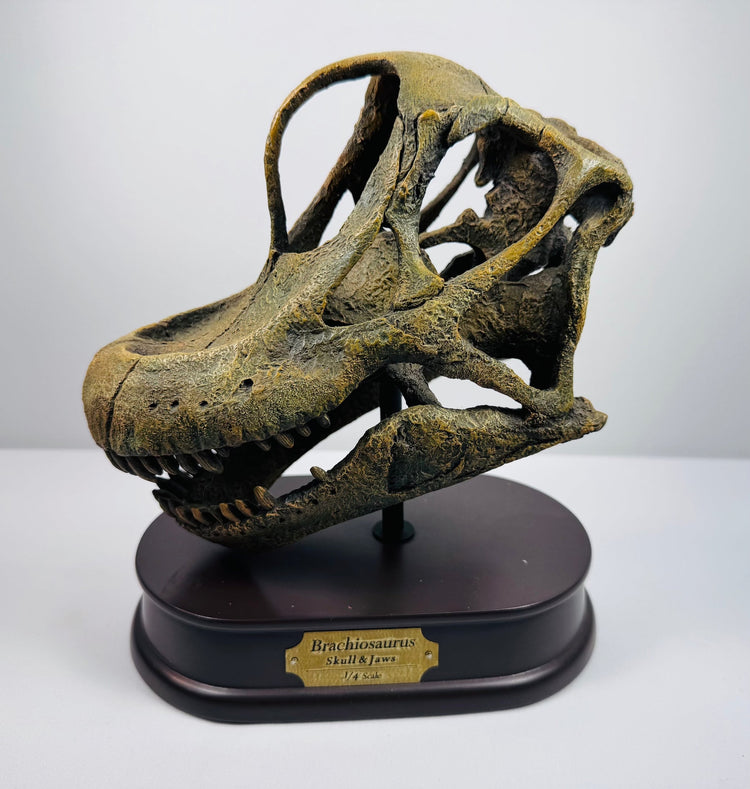Three-quarter view of a Brachiosaurus skull replica with elongated snout and brass identification plaque