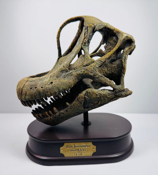 Opposite three-quarter view of the hand-painted Brachiosaurus skull replica on its dark wooden base