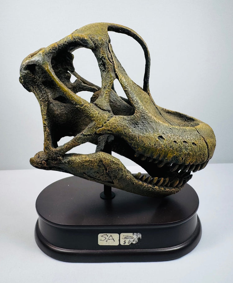 Left-side view of a quarter-scale Brachiosaurus skull replica with articulated jaw and individual teeth
