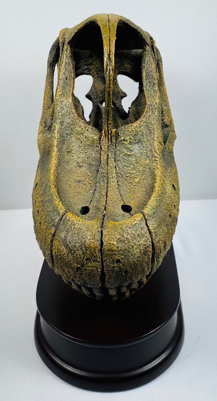 Rear view of the Brachiosaurus skull-and-jaws replica showing cranial openings and skull construction