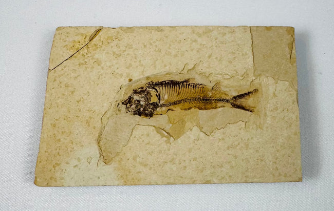 Articulated fossil fish preserved in a pale limestone slab with visible skeleton and forked tail