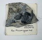 Multi-specimen Cambrian trilobite matrix with complete and partial trilobites on an older collection card