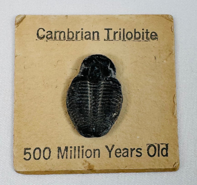 Small individual Cambrian trilobite displayed on a vintage card marked 500 Million Years Old