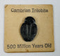 Small individual Cambrian trilobite displayed on a vintage card marked 500 Million Years Old