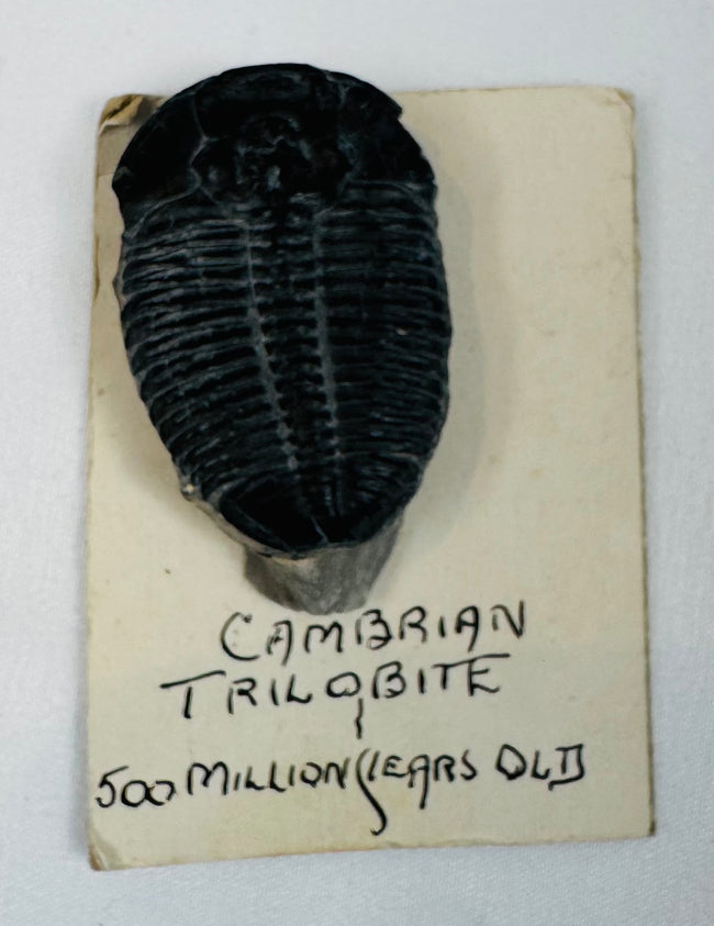 Large individual Cambrian trilobite mounted on a handwritten vintage identification card
