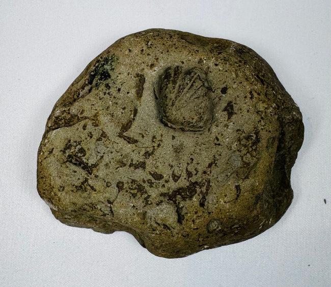 Gray-brown fossiliferous sedimentary stone with an exposed shell mold and embedded marine fossil impressions