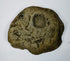 Gray-brown fossiliferous sedimentary stone with an exposed shell mold and embedded marine fossil impressions