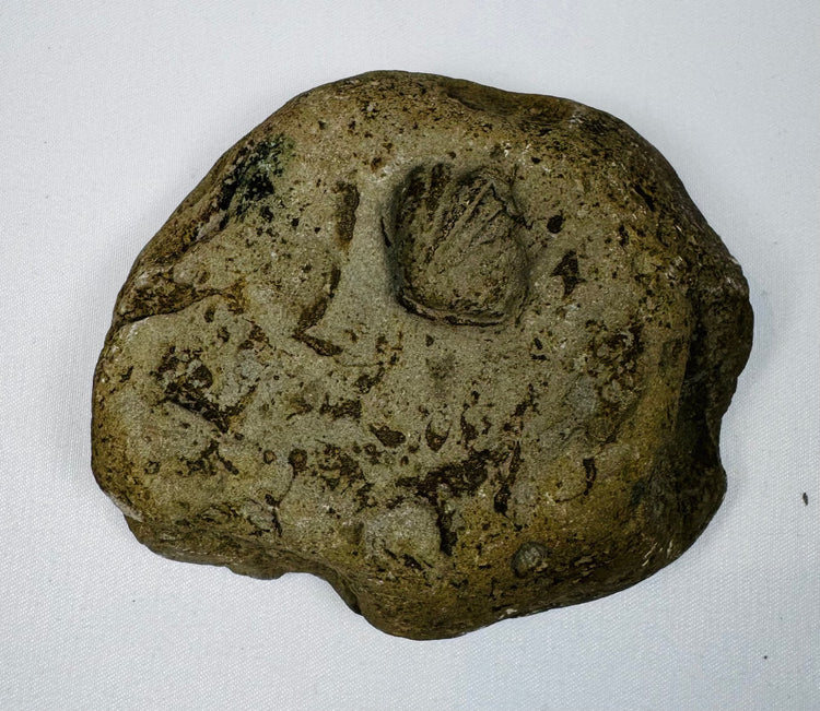 Gray-brown fossiliferous sedimentary stone with an exposed shell mold and embedded marine fossil impressions