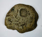 Gray-brown fossiliferous sedimentary stone with an exposed shell mold and embedded marine fossil impressions