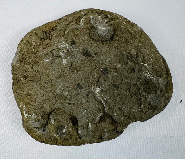 Reverse view of a gray-brown fossiliferous sedimentary stone with exposed shell inclusions and marine fossil impressions