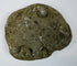 Reverse view of a gray-brown fossiliferous sedimentary stone with exposed shell inclusions and marine fossil impressions