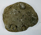 Reverse view of a gray-brown fossiliferous sedimentary stone with exposed shell inclusions and marine fossil impressions