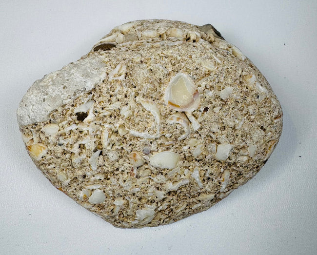 Reverse view of pale fossiliferous limestone showing dense shell fragments and crystalline inclusions