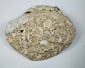 Reverse view of pale fossiliferous limestone showing dense shell fragments and crystalline inclusions