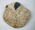 Pale fossiliferous limestone specimen containing compacted marine shells and embedded fossil material