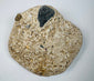Pale fossiliferous limestone specimen containing compacted marine shells and embedded fossil material