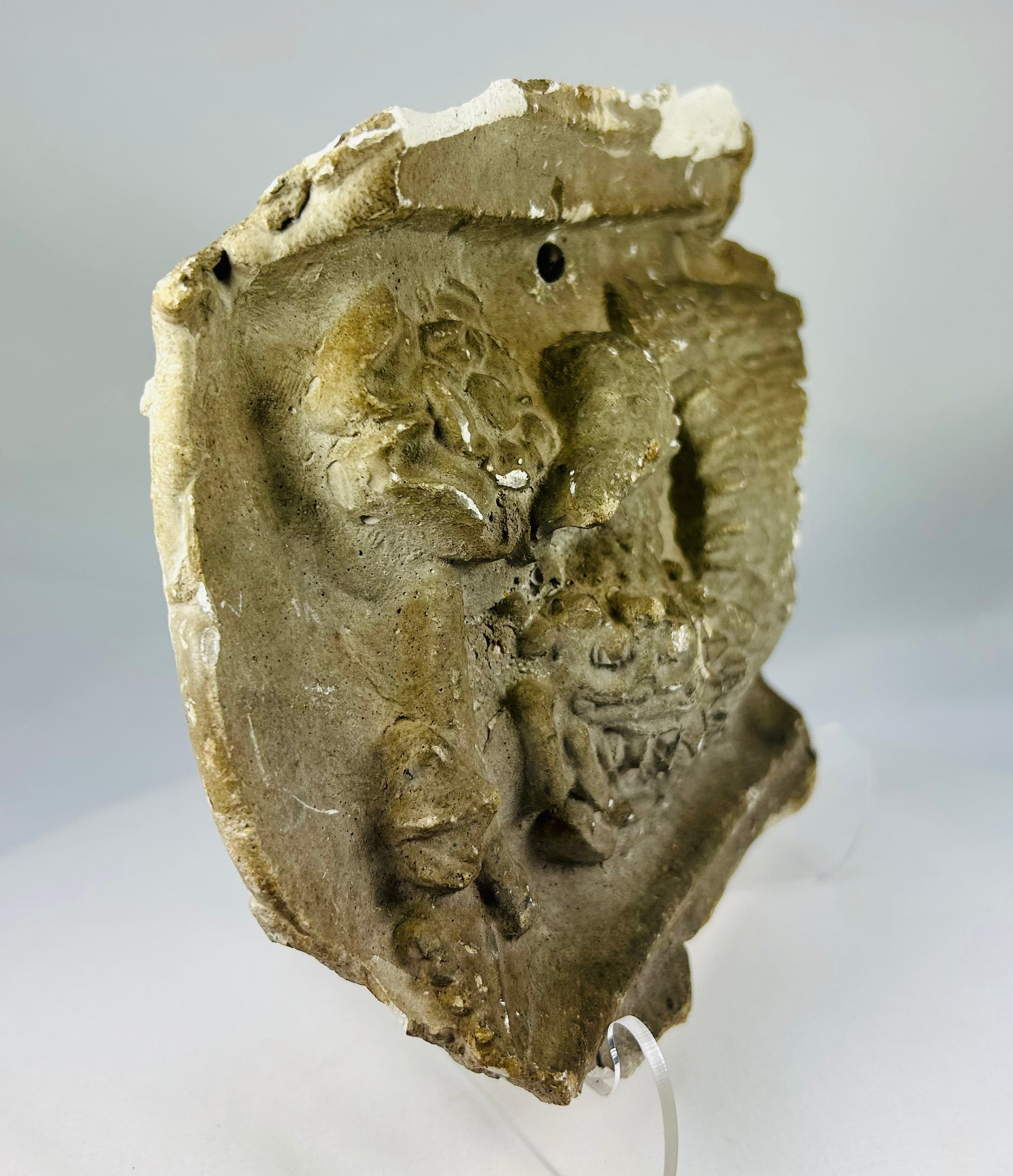 Plaster museum study cast of a griffin with detailed feathers and textured body, Edwardian period