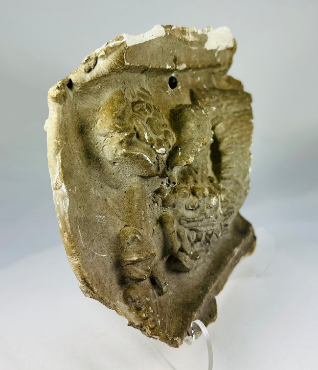 Plaster museum study cast of a griffin with detailed feathers and textured body, Edwardian period