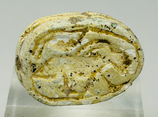 Underside of carved Egyptian scarab showing faint symbolic decoration