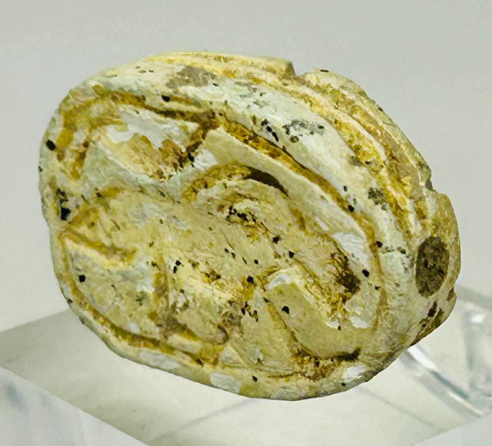 Well-preserved New Kingdom scarab amulet showing structural clarity and historical wear