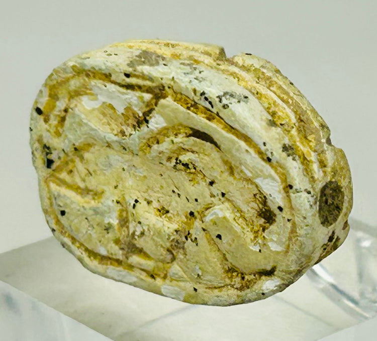 Well-preserved New Kingdom scarab amulet showing structural clarity and historical wear