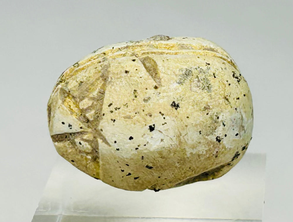 Collectible New Kingdom Egyptian scarab with incised decoration and authentic patina