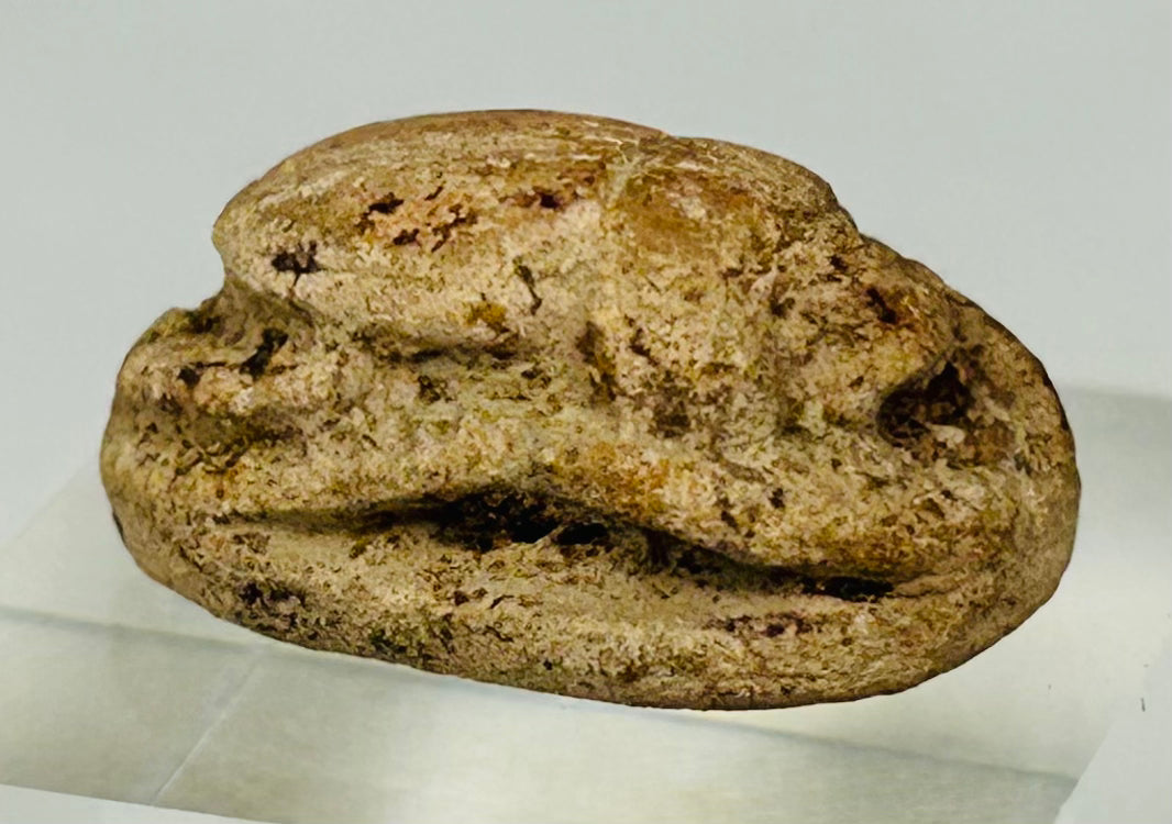 Detailed image of Egyptian scarab artifact showing mineral inclusions and ancient erosion