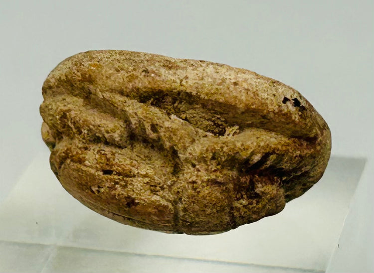 Collectible Egyptian scarab with incised underside decoration and authentic patina