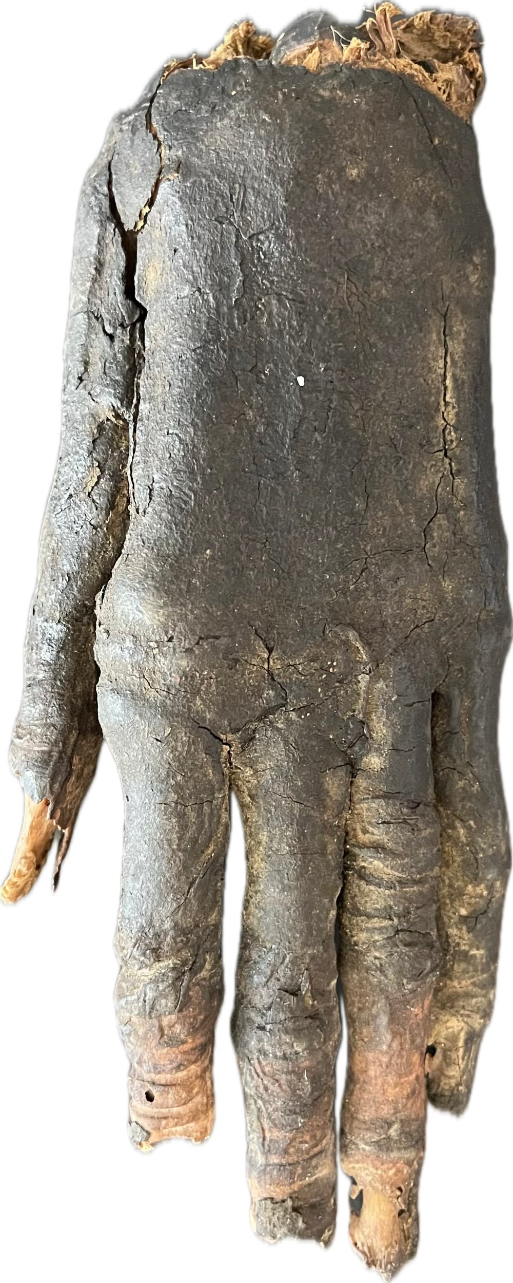 Authentic ancient Egyptian mummified hand (700–200 BCE), showing preserved skin and bone detail with age-related cracking, displayed on a white background — verified artifact from Relic and Rarity.