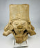 Ancient Nayarit or Jalisco shaft tomb terracotta figure head