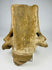 Pre-Columbian ceremonial terracotta head showing elite headdress