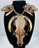 Animal skull necklace with a large central skull, two smaller skulls, curved teeth, and braided twine against a beige background.