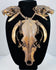 Skull and tooth necklace displayed on a black bust, with pale curved teeth framing the elongated central skull.
