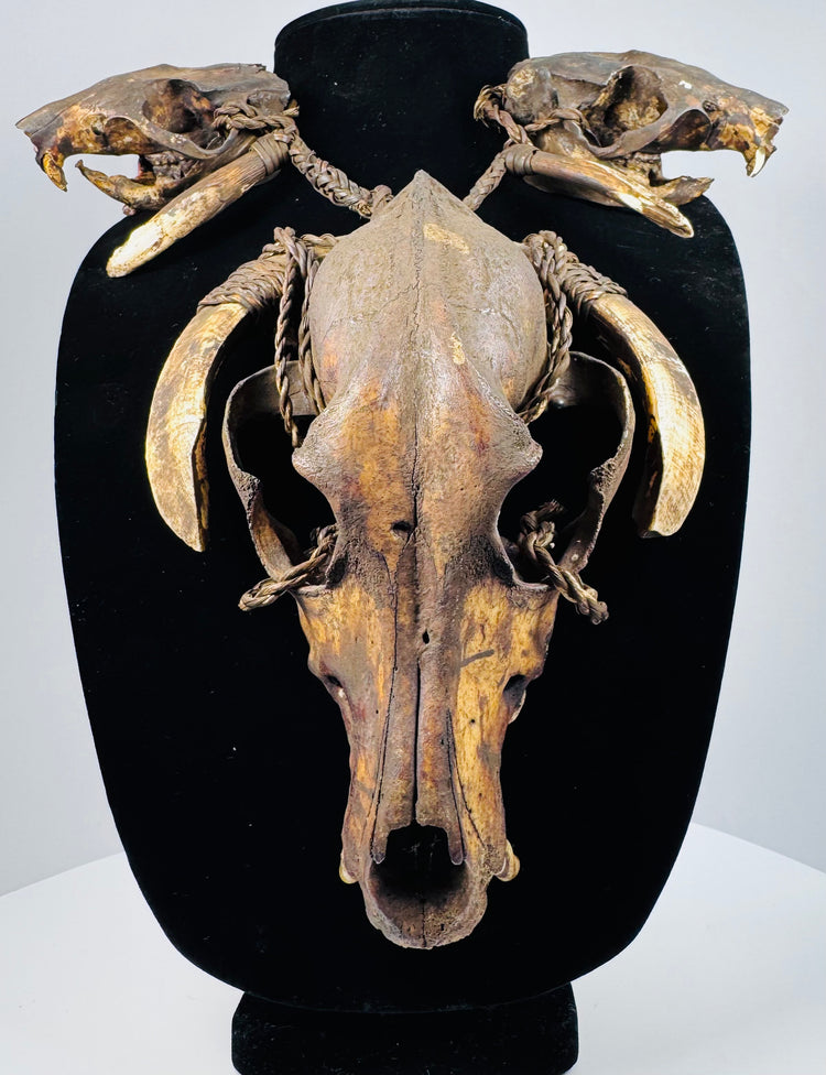 Skull and tooth necklace with layered cord bindings, dark bone cavities, and mottled golden-brown surfaces on a black bust.