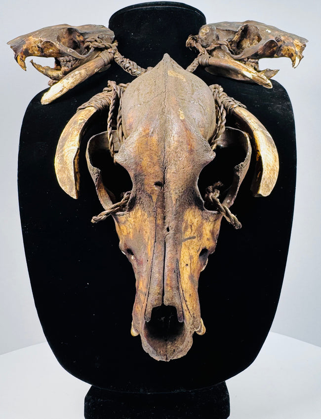 Animal skull necklace featuring a braided cord joining two smaller skulls above a large central skull framed by curved teeth.