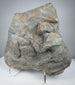 Roman relief fragment in gray volcanic tuff showing weathered human figures and naturally pitted stone surface